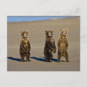 USA. Alaska. Küstenbraunbären-Jungtiere Postkarte