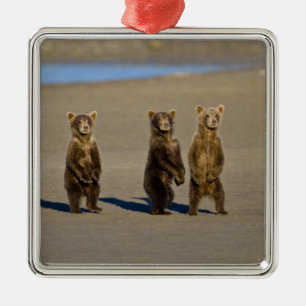 USA. Alaska. Küstenbraunbären-Jungtiere Silbernes Ornament