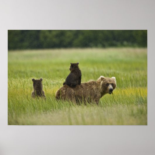 USA, Alaska, Lake Clark National Park. A Poster (Vorne)