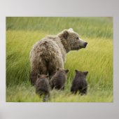 USA, Alaska, Lake Clark National Park. Grizzly Poster (Vorne)