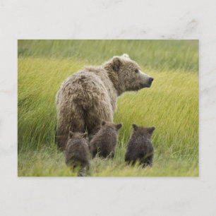 USA, Alaska, Lake Clark National Park. Grizzly Postkarte