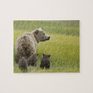 USA, Alaska, Lake Clark National Park. Grizzly Puzzle
