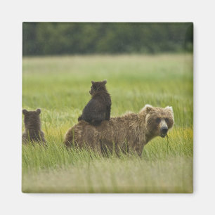 USA, Alaska, Lake Clark National Park Magnet