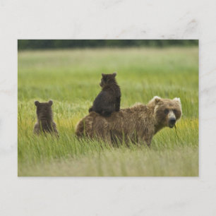 USA, Alaska, Lake Clark National Park Postkarte