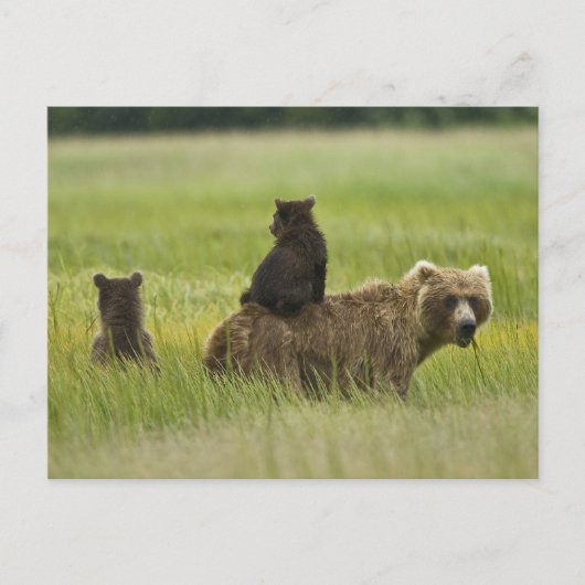 USA, Alaska, Lake Clark National Park Postkarte (Vorderseite)