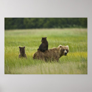 USA, Alaska, Lake Clark Nationalpark Poster