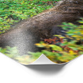 USA, Alaska, Nationalpark Denali, Bull Moose Fotodruck (Ecke)