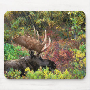 USA, Alaska, Nationalpark Denali, Bull Moose Mousepad