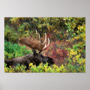 USA, Alaska, Nationalpark Denali, Bull Moose Poster