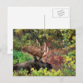 USA, Alaska, Nationalpark Denali, Bull Moose Postkarte (Vorne/Hinten)