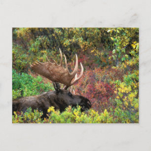 USA, Alaska, Nationalpark Denali, Bull Moose Postkarte