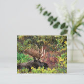 USA, Alaska, Nationalpark Denali, Bull Moose Postkarte (Stehend Vorderseite)