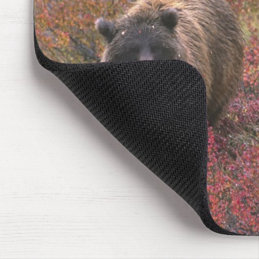 USA, Alaska, Nationalpark Denali. Grizzle Mousepad (Ecke)