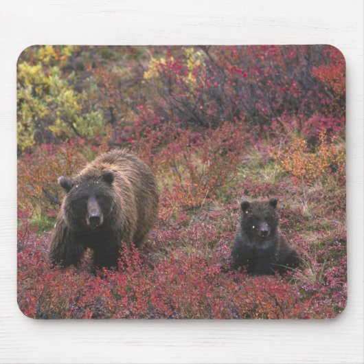 USA, Alaska, Nationalpark Denali. Grizzle Mousepad (Vorne)