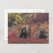 USA, Alaska, Nationalpark Denali. Grizzle Postkarte (Vorne/Hinten)