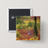 USA, Alaska, Nationalpark Denali. Karibik Button (Vorne & Hinten)