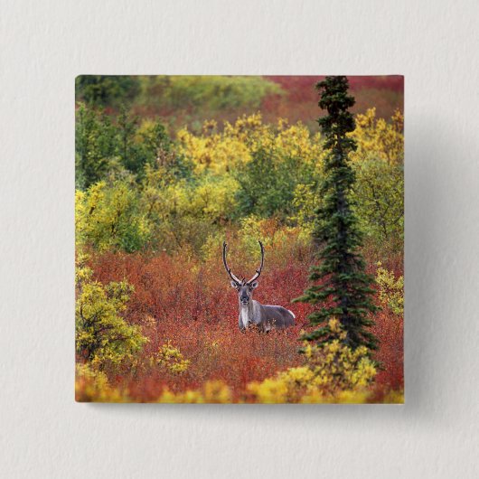 USA, Alaska, Nationalpark Denali. Karibik Button (Vorderseite)
