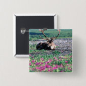 USA, Alaska, Nationalpark Denali, Karibik Button (Vorne & Hinten)