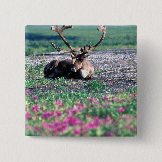 USA, Alaska, Nationalpark Denali, Karibik Button (Vorderseite)