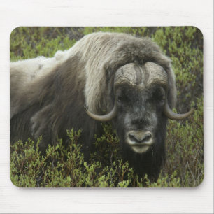 USA, Alaska, Nome. Nahaufnahme eines Moschusochsen Mousepad