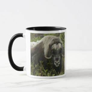 USA, Alaska, Nome. Nahaufnahme eines Moschusochsen Tasse