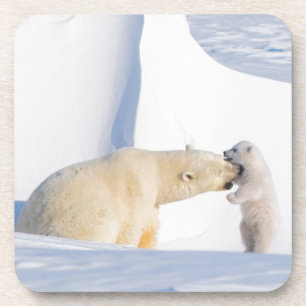 USA, Alaska, North Slope Eisbären Getränkeuntersetzer