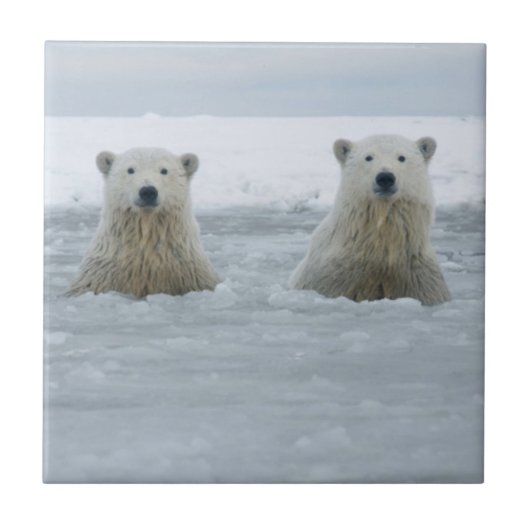 USA, Alaska, North Slope, Polar Bears Fliese (Vorderseite)