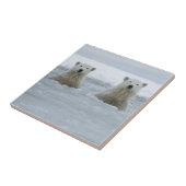 USA, Alaska, North Slope, Polar Bears Fliese (Seite)