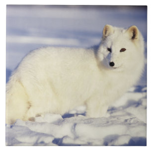 USA, Alaska. Polarfuchs im Winterfell Fliese