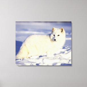 USA, Alaska. Polarfuchs im Winterfell Leinwanddruck