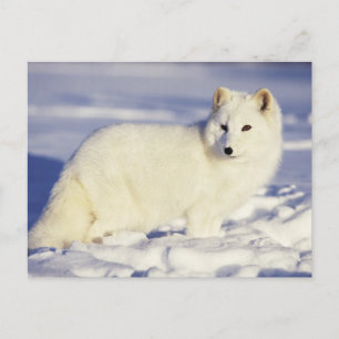USA, Alaska. Polarfuchs im Winterfell Postkarte