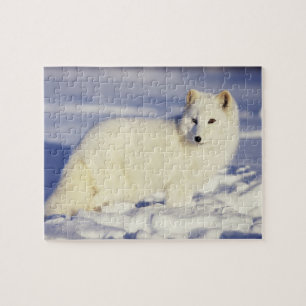 USA, Alaska. Polarfuchs im Winterfell Puzzle