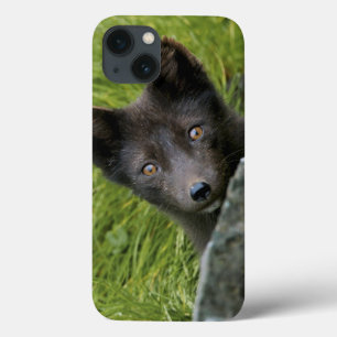USA, Alaska, Pribilof-Inseln, St. Paul. Blau Case-Mate iPhone Hülle