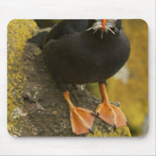 USA, Alaska, Pribilof-Inseln, St. Paul. Hauben- Mousepad