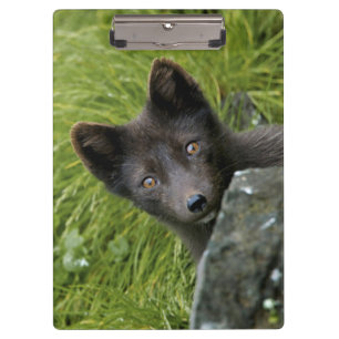 USA, Alaska, Pribilof Islands, St Paul. Blau Klemmbrett