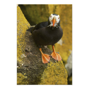 USA, Alaska, Pribilof Islands, St Paul. Hauben- Fotodruck
