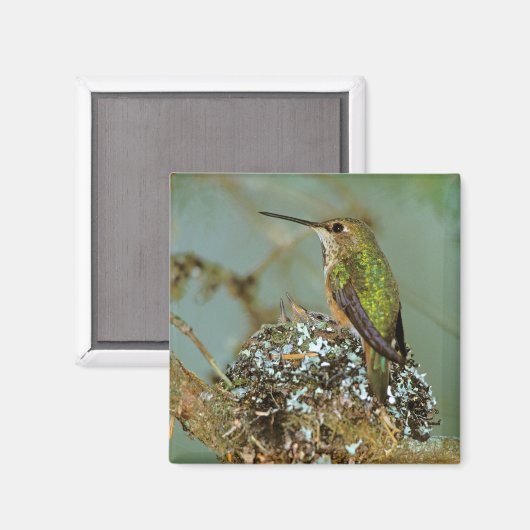 USA, Alaska. Rufous Humming-Vogel Magnet (Vorderseite/Rückseite)