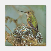 USA, Alaska. Rufous Humming-Vogel Magnet (Vorne)
