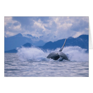 USA, Alaska, Tongass National Forest, Buckelwal