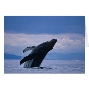 USA, Alaska, Tongass National Forest, Buckelwal