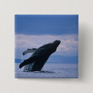 USA, Alaska, Tongass National Forest, Buckelwal Button