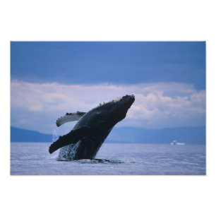 USA, Alaska, Tongass National Forest, Buckelwal Fotodruck
