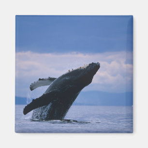 USA, Alaska, Tongass National Forest, Buckelwal Magnet