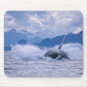 USA, Alaska, Tongass National Forest, Buckelwal Mousepad