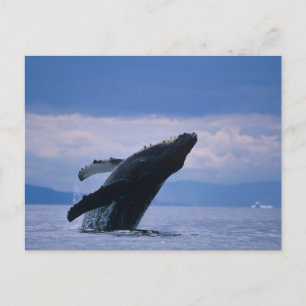 USA, Alaska, Tongass National Forest, Buckelwal Postkarte