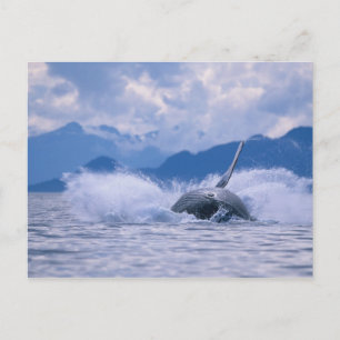 USA, Alaska, Tongass National Forest, Buckelwal Postkarte
