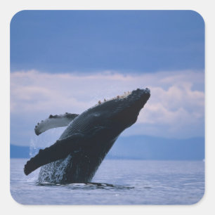 USA, Alaska, Tongass National Forest, Buckelwal Quadratischer Aufkleber