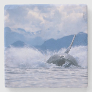 USA, Alaska, Tongass National Forest, Buckelwal Steinuntersetzer