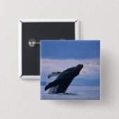 USA, Alaska, Tongass National Forest, Humpback Button (Vorne & Hinten)