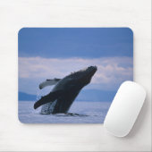 USA, Alaska, Tongass National Forest, Humpback Mousepad (Mit Mouse)